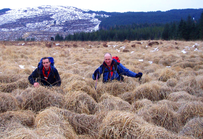 Giant tussock grass, Sliver Flowe, Galloway, known locally as "Dougals", Winter 2006