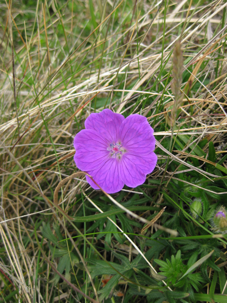 Cranesbill flower, Money Head