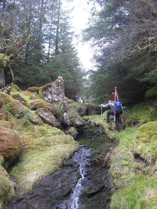 Forest approach, Ben More. 